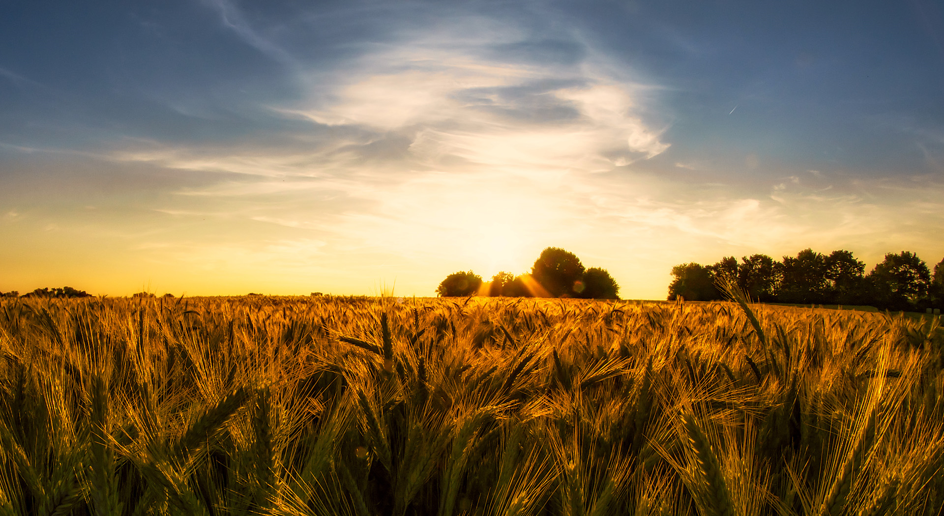 Barley Field at Sun Set